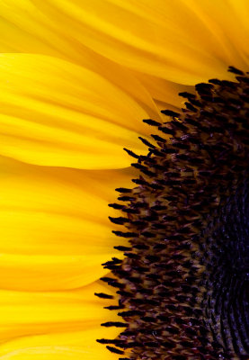_MG_2118 sunflower.jpg