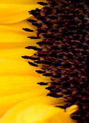 _MG_2124 sunflower.jpg