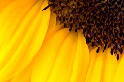 _MG_2126 sunflower.jpg