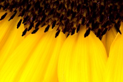 _MG_2129 sunflower.jpg