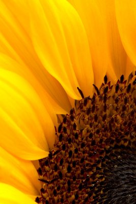 _MG_2131 sunflower.jpg