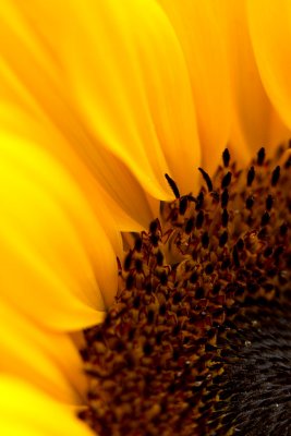 _MG_2132 sunflower.jpg