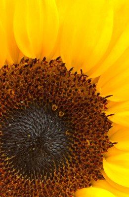 sunflowers 2