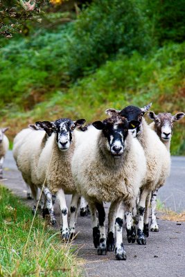 _MG_2503 ladybower.jpg