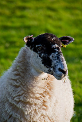 _MG_2859 kedleston.jpg