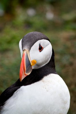 _MG_6222 skomer.jpg