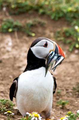 _MG_6307 skomer.jpg