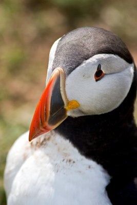 _MG_6380 skomer.jpg