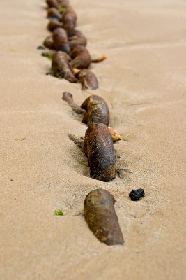 _MG_6482 tenby.jpg