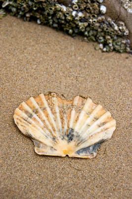 _MG_6557 tenby.jpg