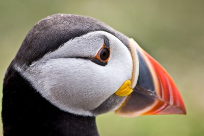 _MG_6274 skomer.jpg