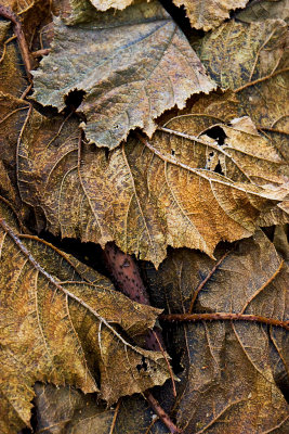 _MG_9171 sheffield park gdn.jpg