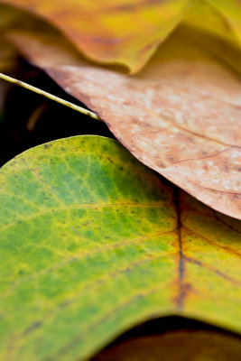 _MG_9207 sheffield park gdn.jpg