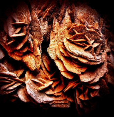 My desert Rose