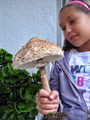 The Elderly Lady's young friend and the big mushroom...