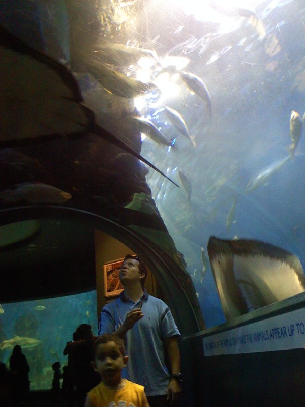 Melbourne Aquarium 2007 (4).jpg