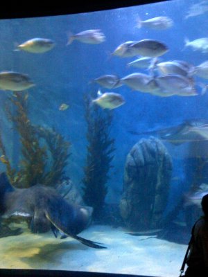Melbourne Aquarium 2007 (21).jpg