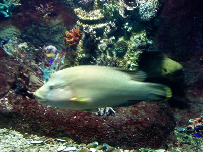 Melbourne Aquarium 2007 (27).jpg