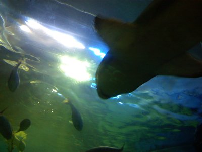 Melbourne Aquarium 2007 (3).jpg