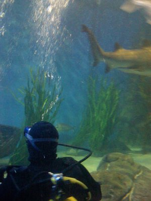 Melbourne Aquarium 2007 (31).jpg