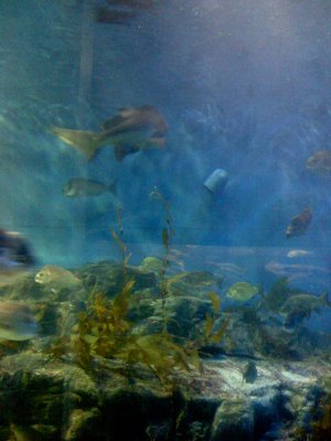 Melbourne Aquarium 2007 (5).jpg