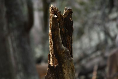 Stump.jpg