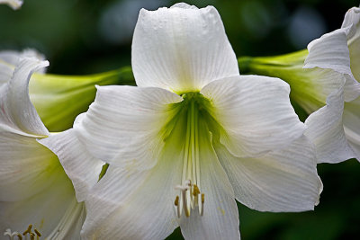 Petal