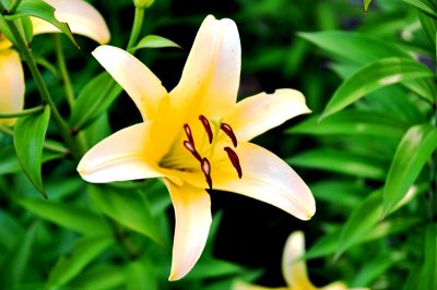 Our beautiful and fragrant lillies (Toronto, Canada)