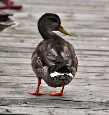 Ducking round (Manitoulin Island, Ontario, Canada)