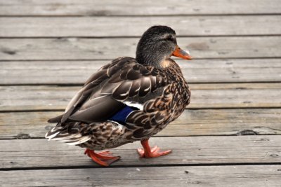 A duck on Manitoulin Island, Ontario, Canada