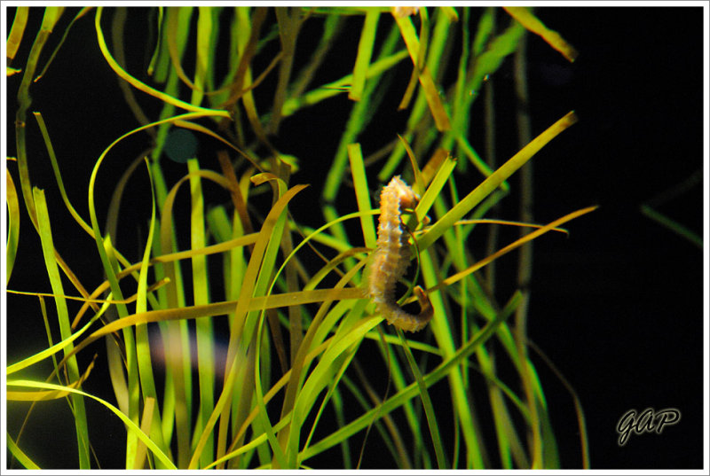 Seahorse