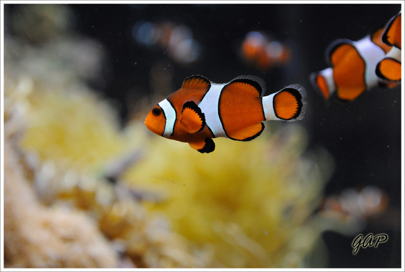 Clownfish .... Nemo