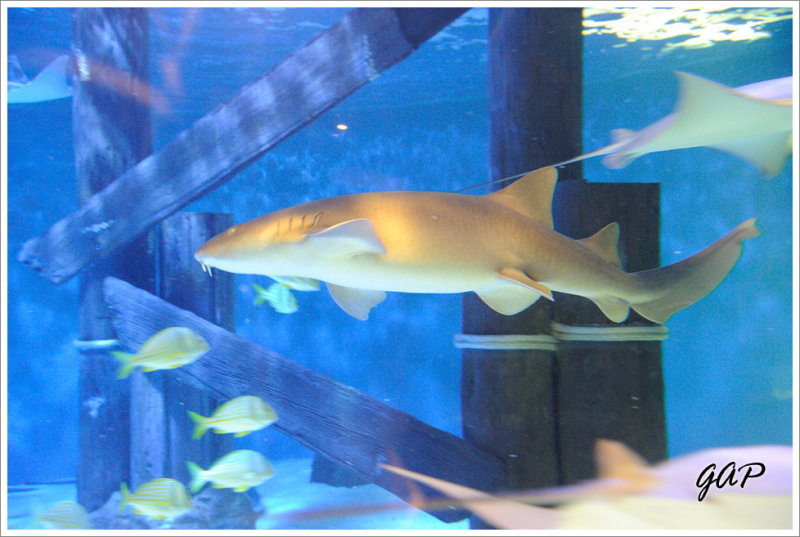 Nurse Shark