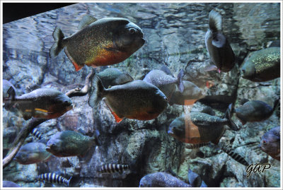 Red-bellied Piranhas