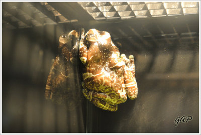 Milk Frog