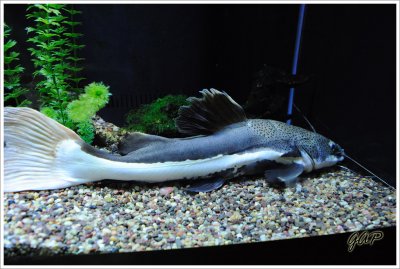Catfish