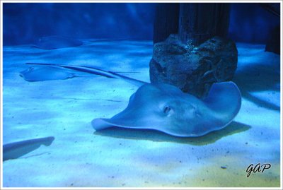 Stingray