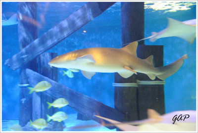 Nurse Shark