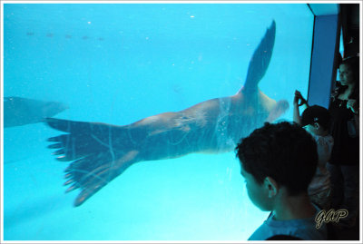 Sea Lion