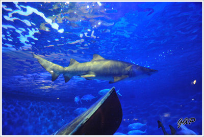 Shark