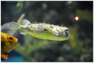 Puffer Fish