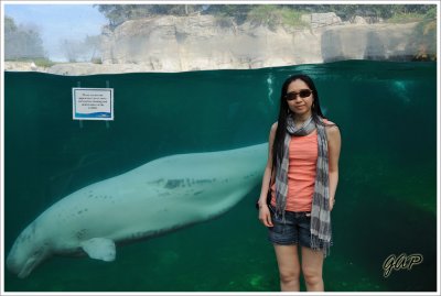 Beluga Whale or White Whale