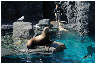 Sea Lions