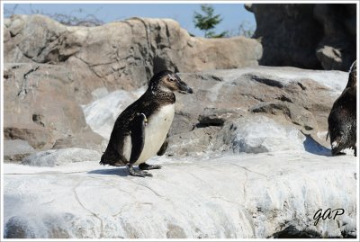 African Penguin