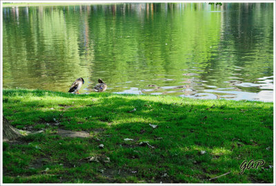 Boston Public Garden