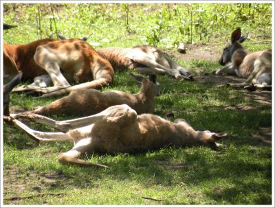 Kangaroos