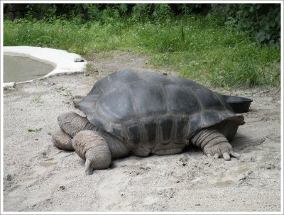 Aldabra Tortoise - one of the largest tortoises in the world