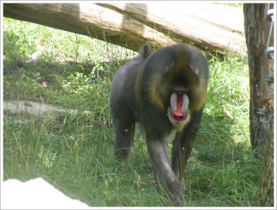 Mandrill