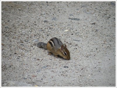 Chipmunk running around inside the zoo