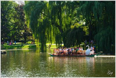 Swan Boat